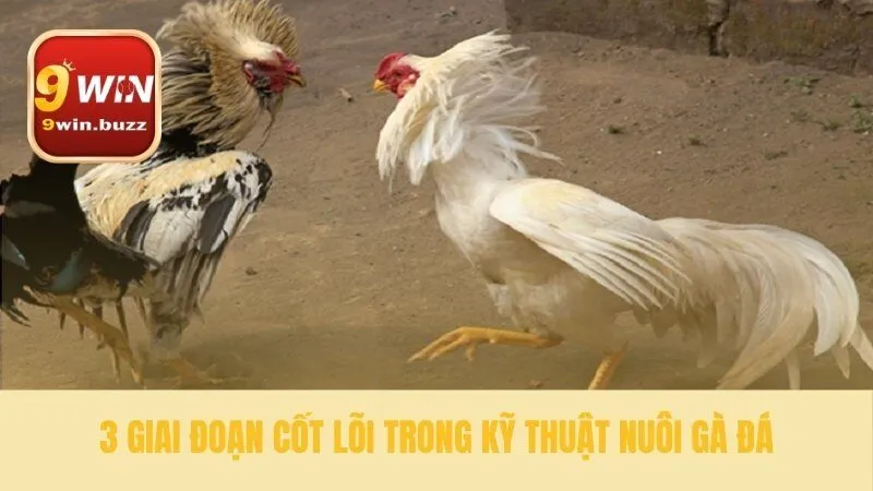 Kỹ Thuật Nuôi Gà Đá | Bí Quyết Vô Mồi 48 Giờ Từ Sư Kê 9win 2 Xây dựng nền tảng cho chiến kê bất bại