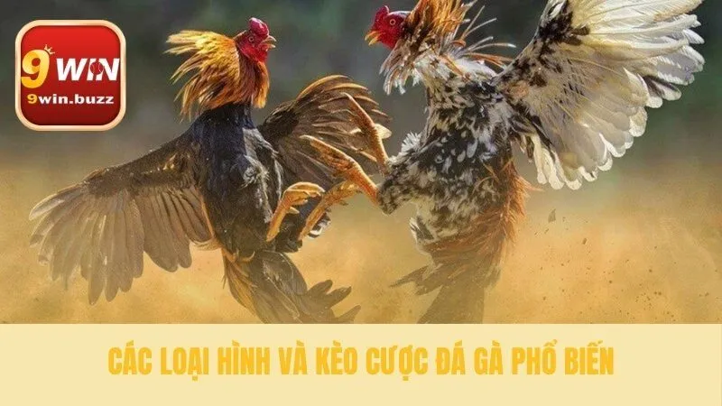 Đá Gà 9win 34 Tìm hiểu các cửa cược đá gà chính