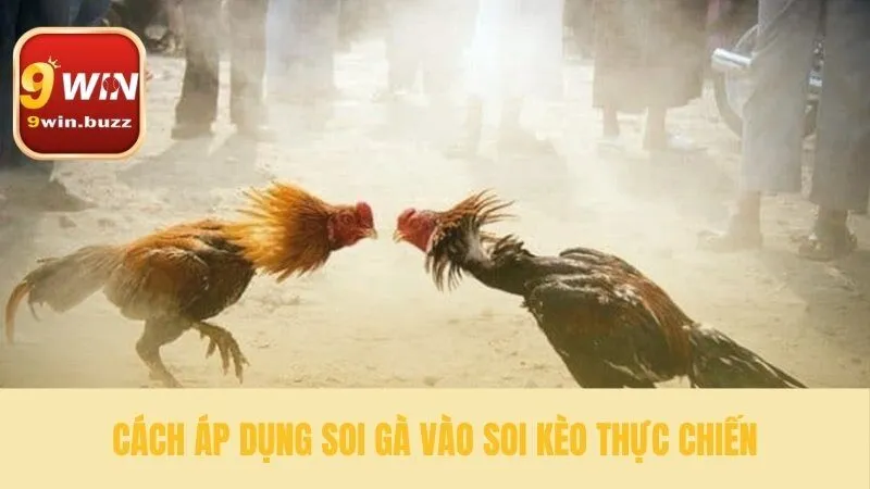 Áp dụng cách chọn gà đá vào thực tế