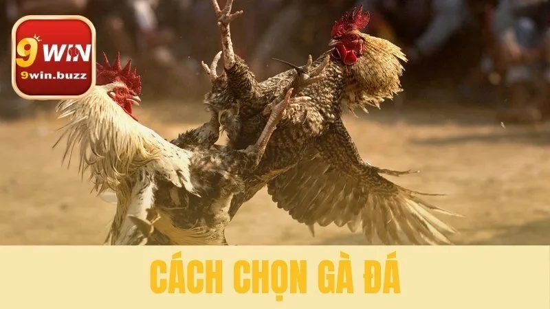 Cách chọn gà đá