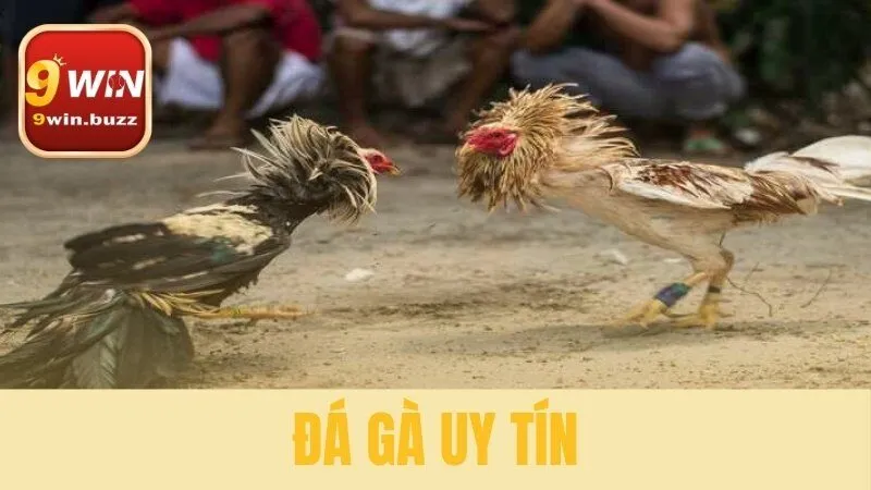 đá gà uy tín