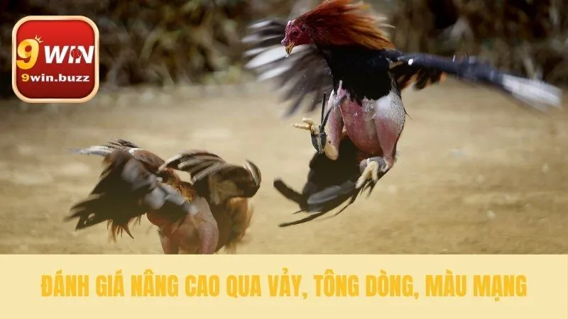 Phương pháp cách chọn gà đá chuyên sâu