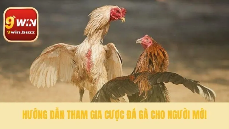 Đá Gà 9win 35 Các bước đặt cược trận đấu đầu tiên