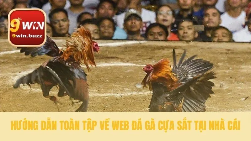 3 Bước Web Đá Gà Cựa Sắt An Toàn Uy Tín Tại 9win 2 Các bước bắt đầu web đá gà