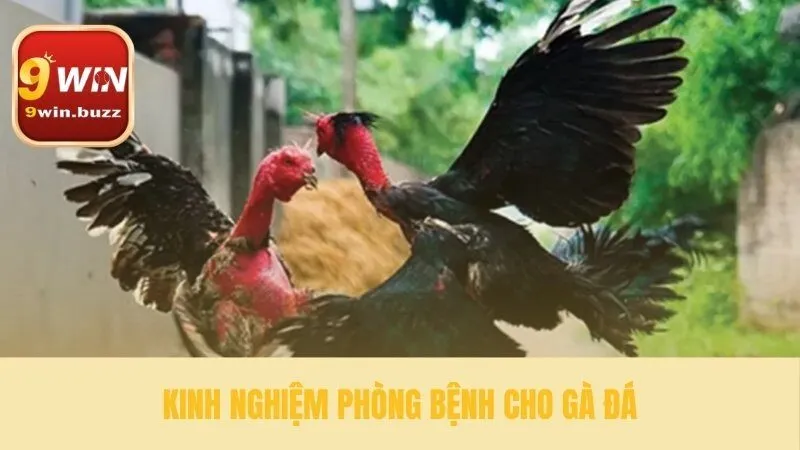 Kỹ Thuật Nuôi Gà Đá | Bí Quyết Vô Mồi 48 Giờ Từ Sư Kê 9win 4 Sức khỏe là gốc trong kỹ thuật nuôi gà đá