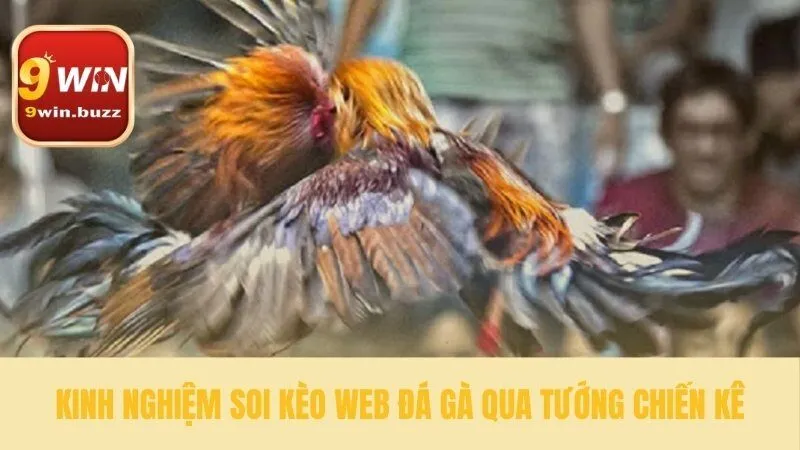 3 Bước Web Đá Gà Cựa Sắt An Toàn Uy Tín Tại 9win 4 Một vài kinh nghiệm cần nắm khi soi web đá gà