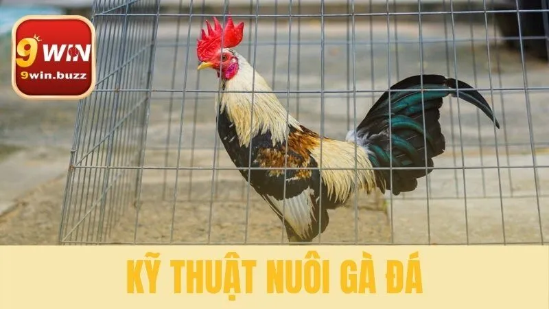 kỹ thuật nuôi gà đá