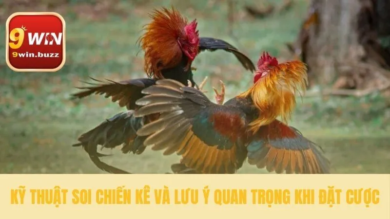 Soi kèo live đá gà chuẩn xác hơn