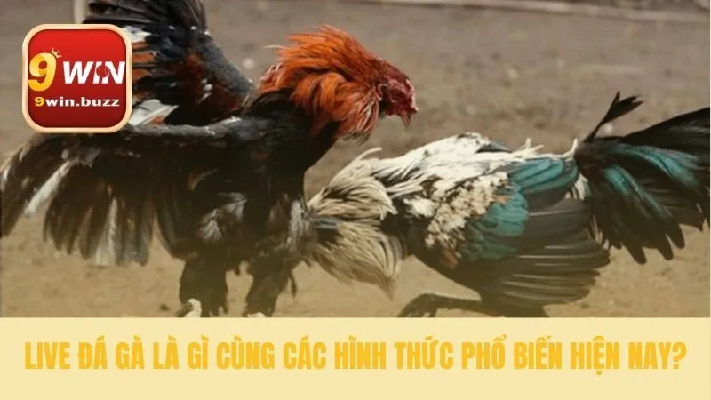 Các loại hình thi đấu live đá gà