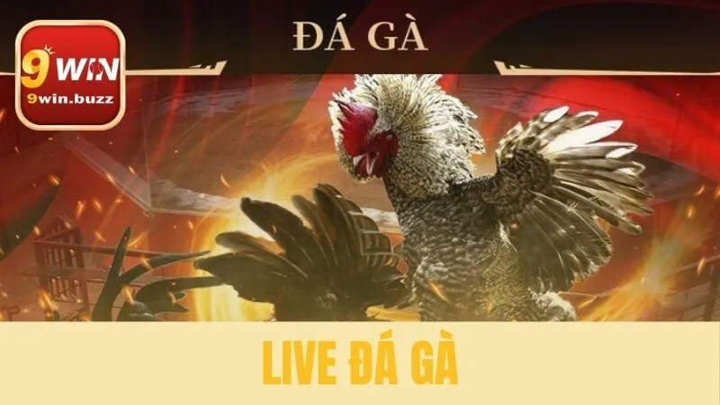 Live đá gà