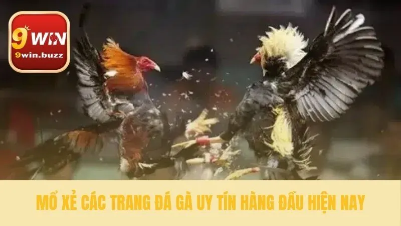 5 Tiêu Chí Chọn Đá Gà Uy Tín & Tránh Lừa Đảo Toàn Diện Tại 9win 3 Điểm qua các sảnh cược đáng tin cậy