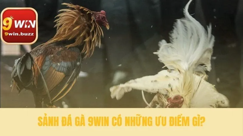 Đá Gà 9win 33 Trải nghiệm cá cược đá gà 9win chuyên nghiệp