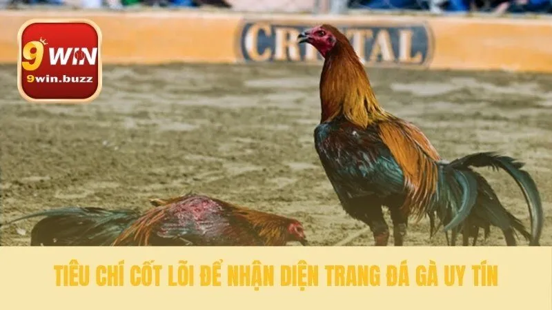 5 Tiêu Chí Chọn Đá Gà Uy Tín & Tránh Lừa Đảo Toàn Diện Tại 9win 2 Nền tảng của một sảnh đá gà uy tín