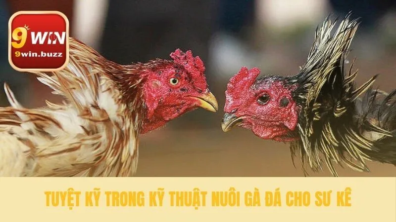 Kỹ Thuật Nuôi Gà Đá | Bí Quyết Vô Mồi 48 Giờ Từ Sư Kê 9win 3 Nâng tầm kỹ thuật nuôi gà đá chuyên nghiệp