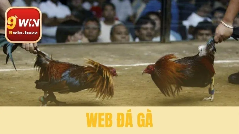 web đá gà